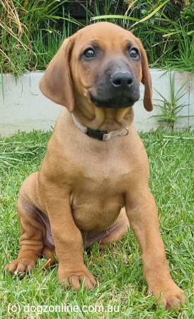Rhodesian Ridgeback Puppies for Sale, Australia - Dogz Online