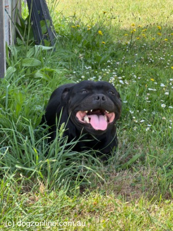 Staffordshire Bull Terrier for sale by ORCHARDCREEK