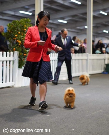 Pomeranian for sale by TONAZUKI