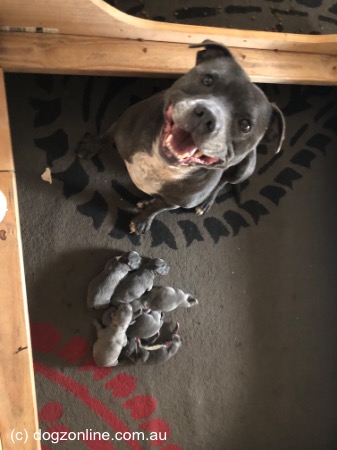 Staffordshire Bull Terrier for sale by ALOOME