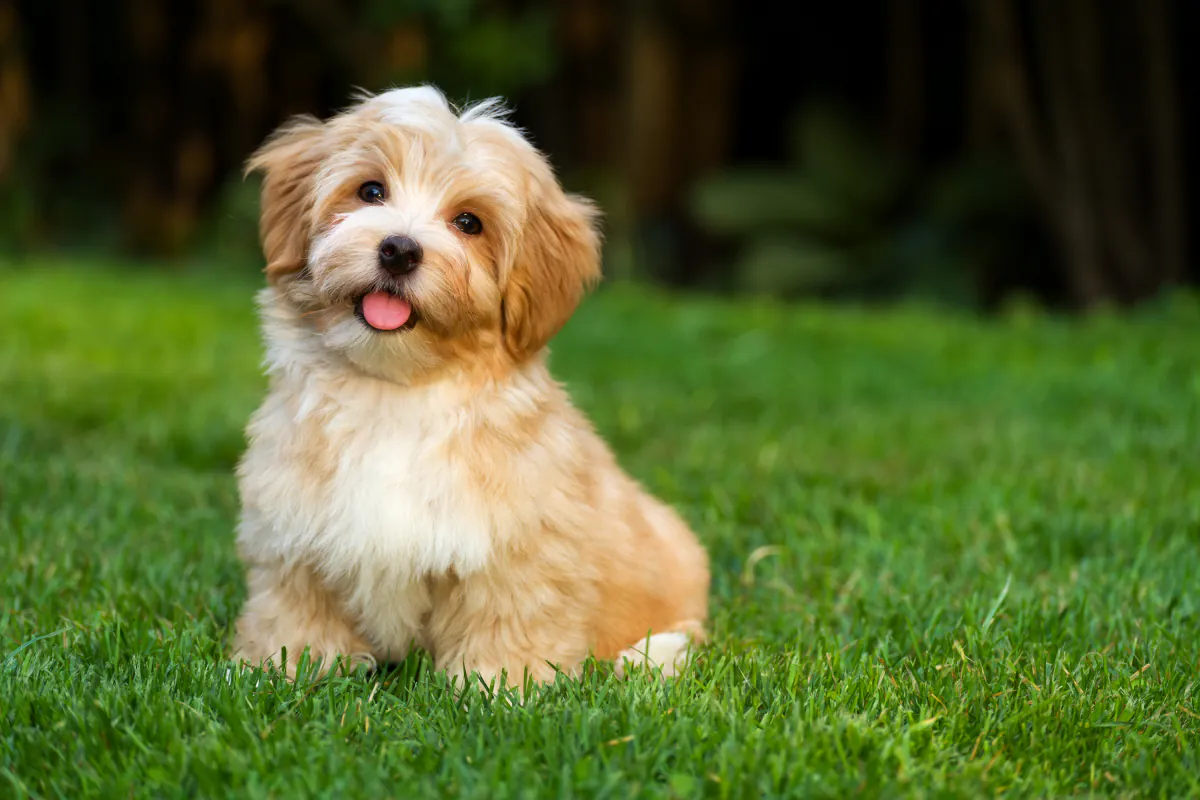 Havanese Puppies for Sale in Perth, WA