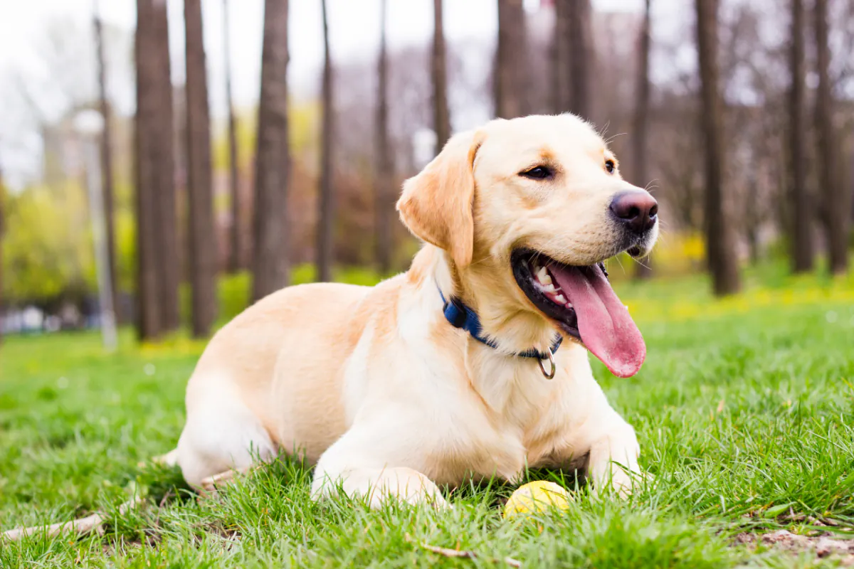 Labrador Retriever Breeders in Australia