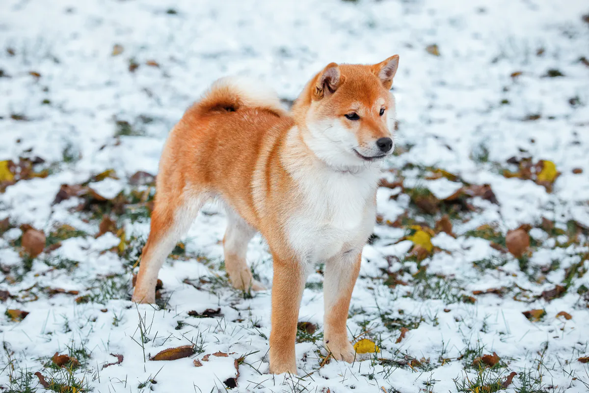 Shiba Inu Breeders in Australia