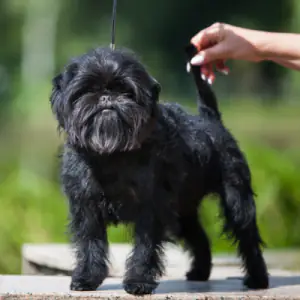 Affenpinscher