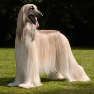 Afghan Hound