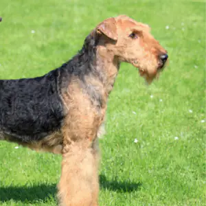 Airedale Terrier