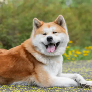 Akita (Japanese)