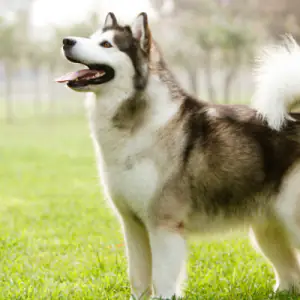 Alaskan Malamute