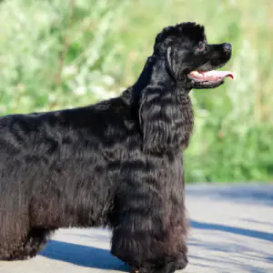 Cocker Spaniel (American)