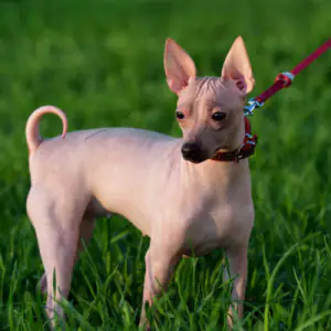 American Hairless Terrier