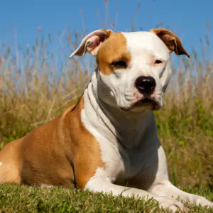 American Staffordshire Terrier