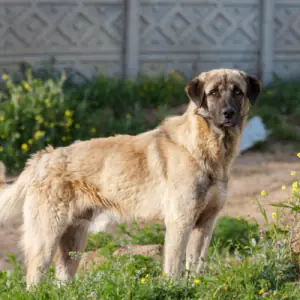 Anatolian Shepherd Dog