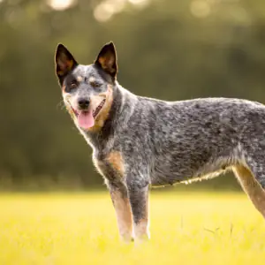 Australian Cattle Dog