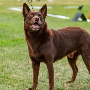 Australian Kelpie