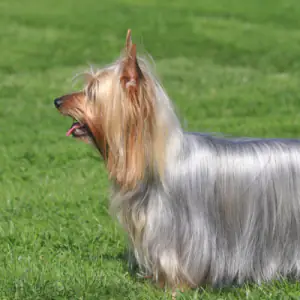 Australian Silky Terrier