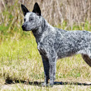 Australian Stumpy Tail Cattle Dog