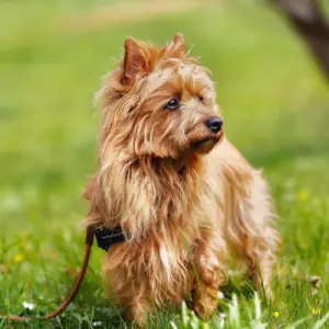 Australian Terrier