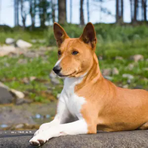 Basenji