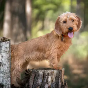 Basset Fauve de Bretagne