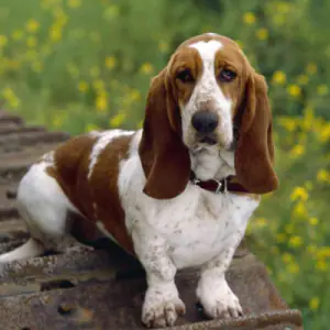 Basset Hound