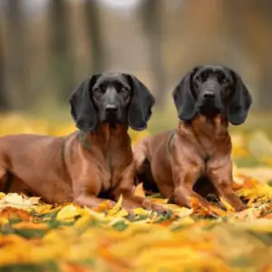 Bavarian Mountain Scent Hound