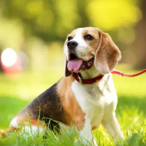 Beagle