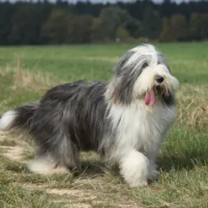 Bearded Collie