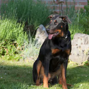 Beauceron