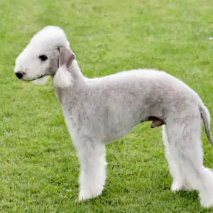 Bedlington Terrier