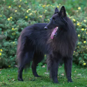 Belgian Shepherd Dog (Groenendael)
