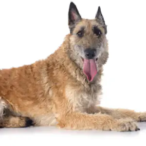 Belgian Shepherd Dog (Laekenois)