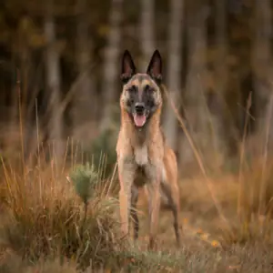 Belgian Shepherd Dog (Malinois)