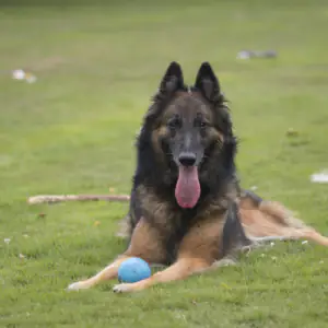 Belgian Shepherd Dog (Tervueren)