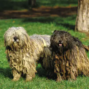 Bergamasco Shepherd Dog
