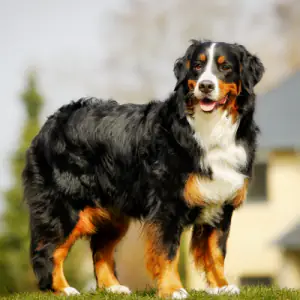 Bernese Mountain Dog