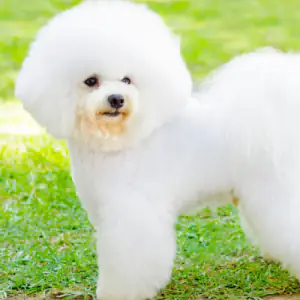 Bichon Frise