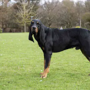 Black and Tan Coonhound