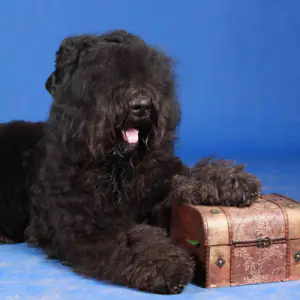 Russian Black Terrier