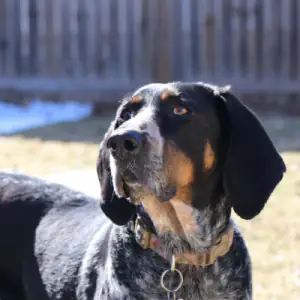 Bluetick Coonhound