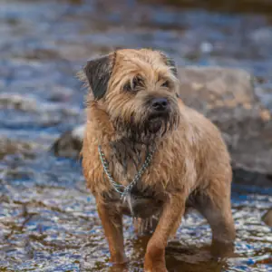 Border Terrier