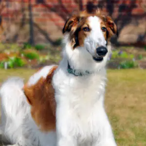Borzoi