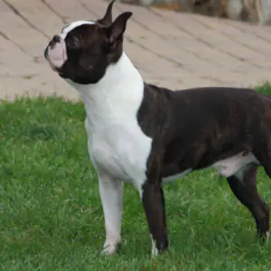 Boston Terrier