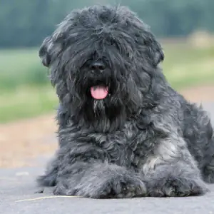 Bouvier des Flandres
