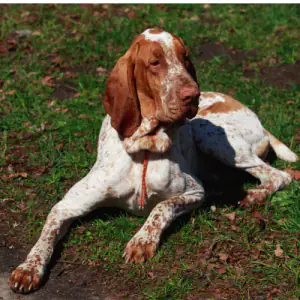 Bracco Italiano