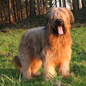 Briard