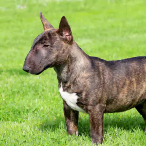 Bull Terrier (Miniature)