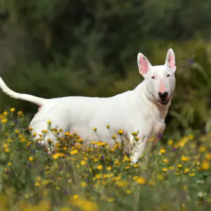 Bull Terrier