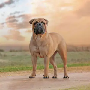 Bullmastiff
