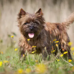 Cairn Terrier