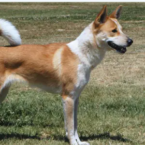 Canaan Dog
